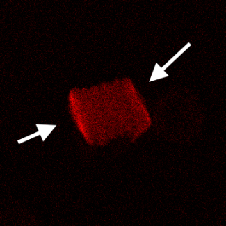 Small rouleaux in solution of dextran at 0.6 g/dL for a pump wavelength of 817 nm