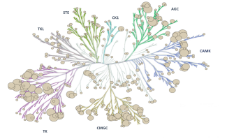 Kinome tree of covered kinases