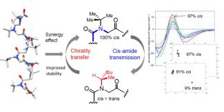 Obtention de peptoïdes hélicoïdaux de type all-cis Polyproline I par dichroïsme circulaire et RMN