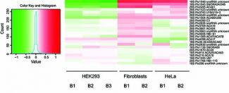 Variability of pseudouridine levels in different human cell lines