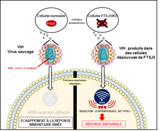 Summary of the study (Y. Bennasser)