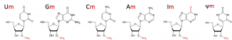 Identification et Quantification des nucléotides 2'-O-méthylés dans l'ARN par RiboMethSeq